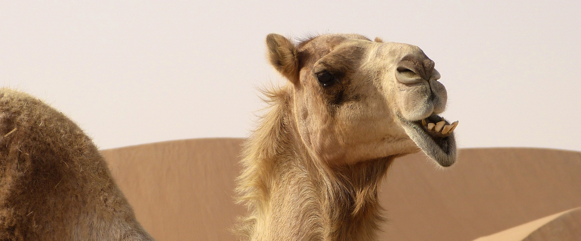 Quelle différence entre un&nbsp;chameau et un dromadaire ? © mariefrance, Pixabay