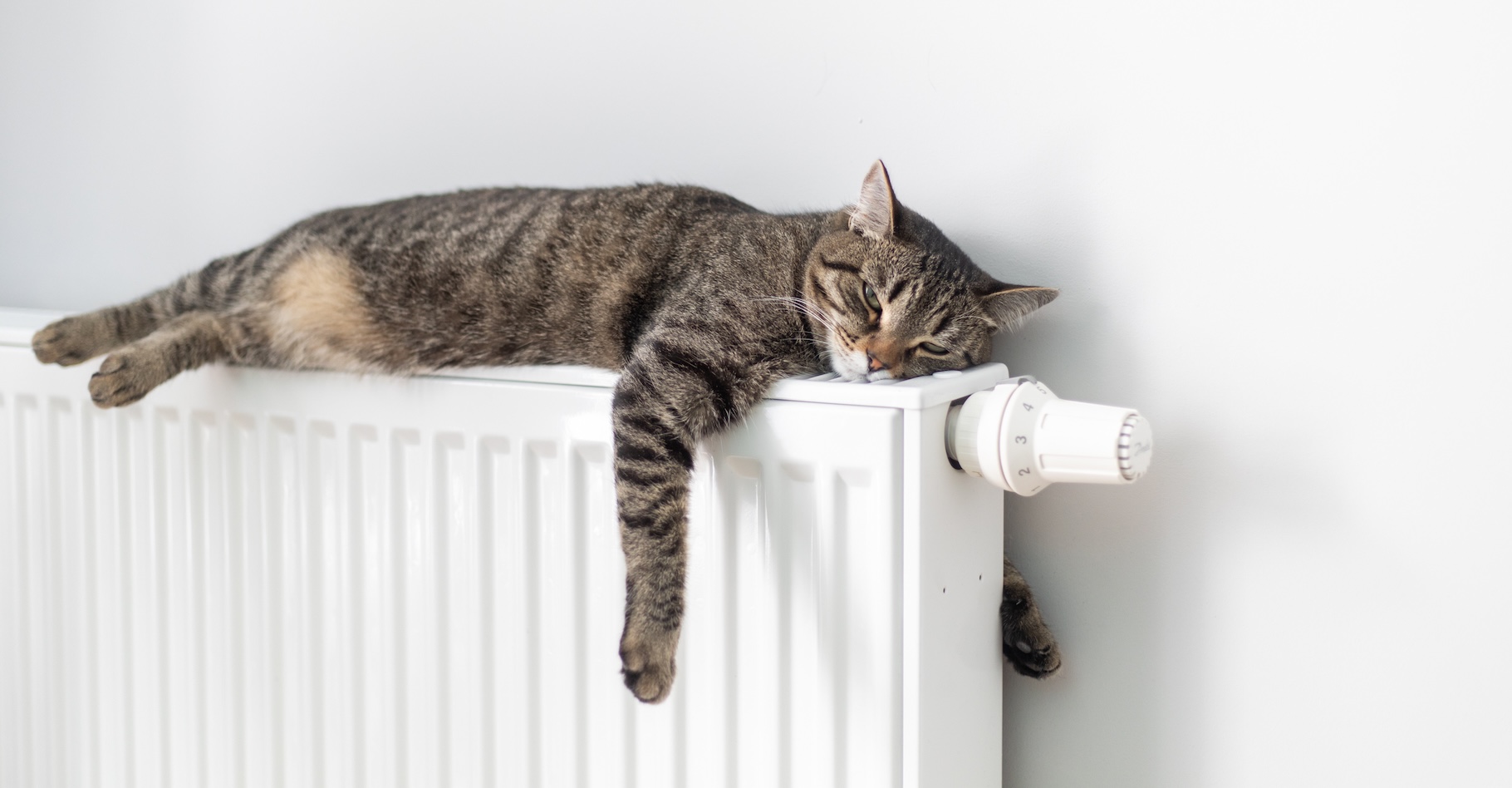 Des chercheurs expliquent pourquoi les chats préfèrent dormir sur le côté gauche. Une question de survie, semble-t-il. © Sergei Malkov, Adobe Stock