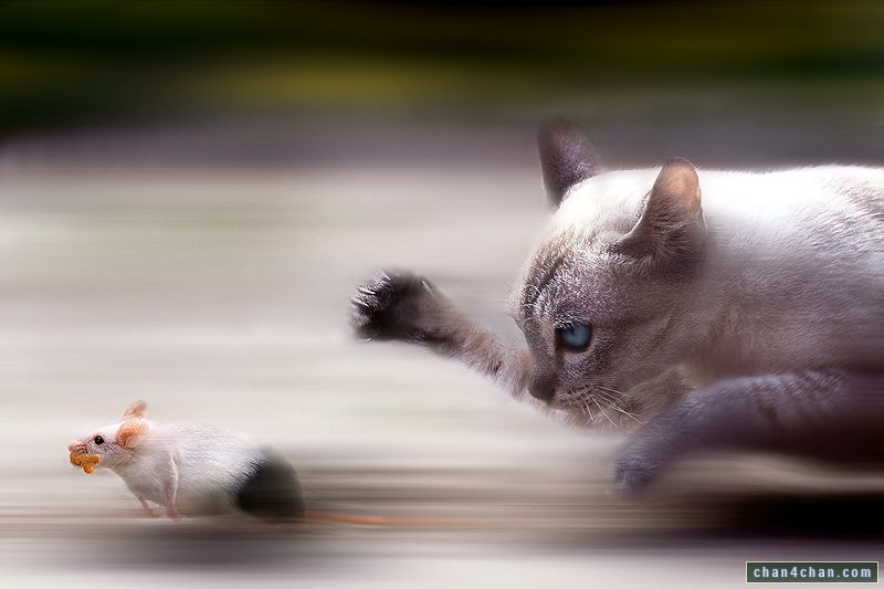On connaît le goût des chats pour les souris. Or, on connaît moins souvent l'attrait que les rongeurs peuvent avoir pour les félins lorsqu'ils sont parasités…&nbsp;© KairosOfTyres, Flickr, cc by nc sa 2.0