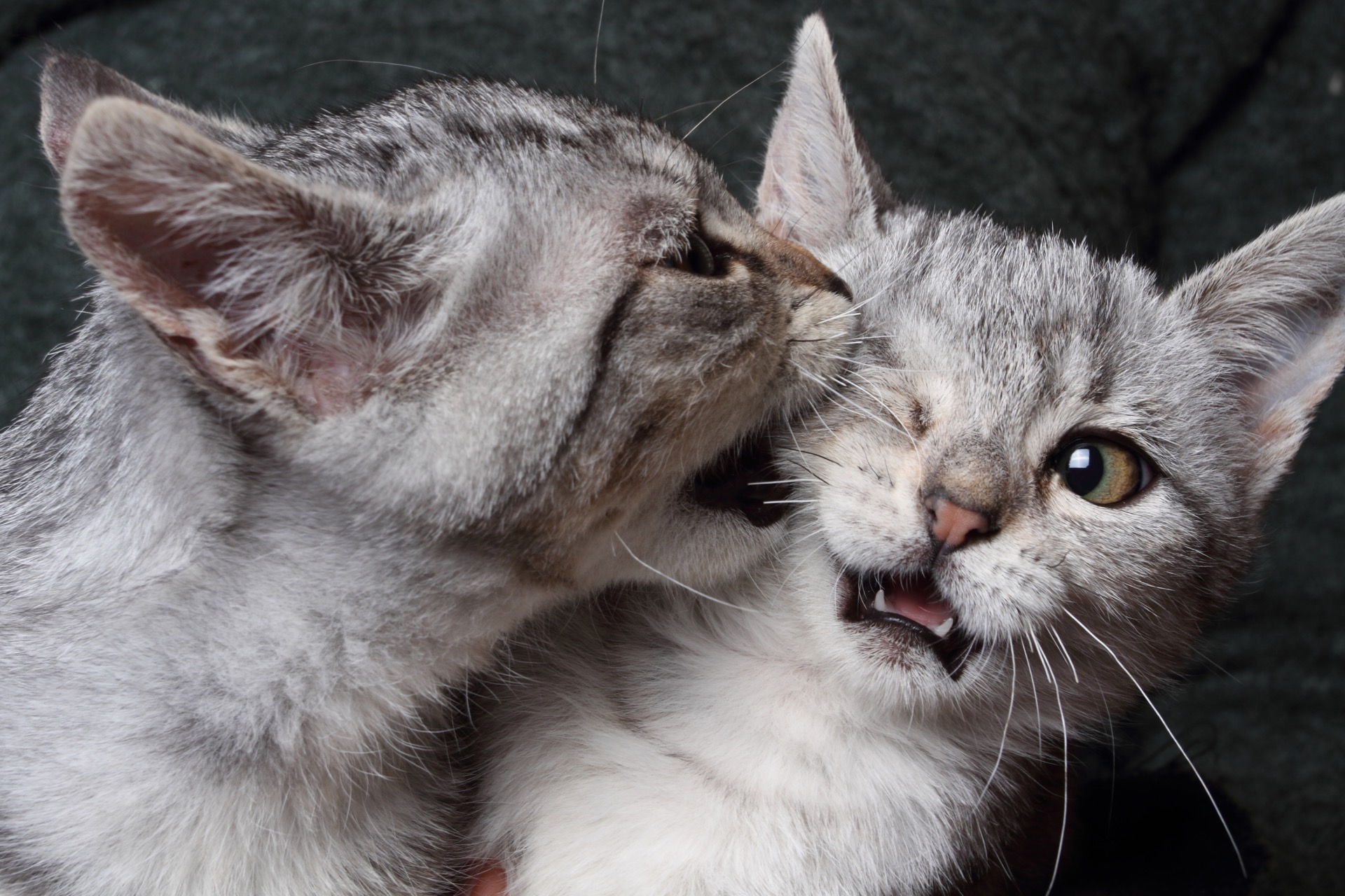 Vous ne savez pas si votre chat veut jouer ou se battre ? Cette étude vous aidera peut-être. © Antonio Nardelli, Adobe Stock