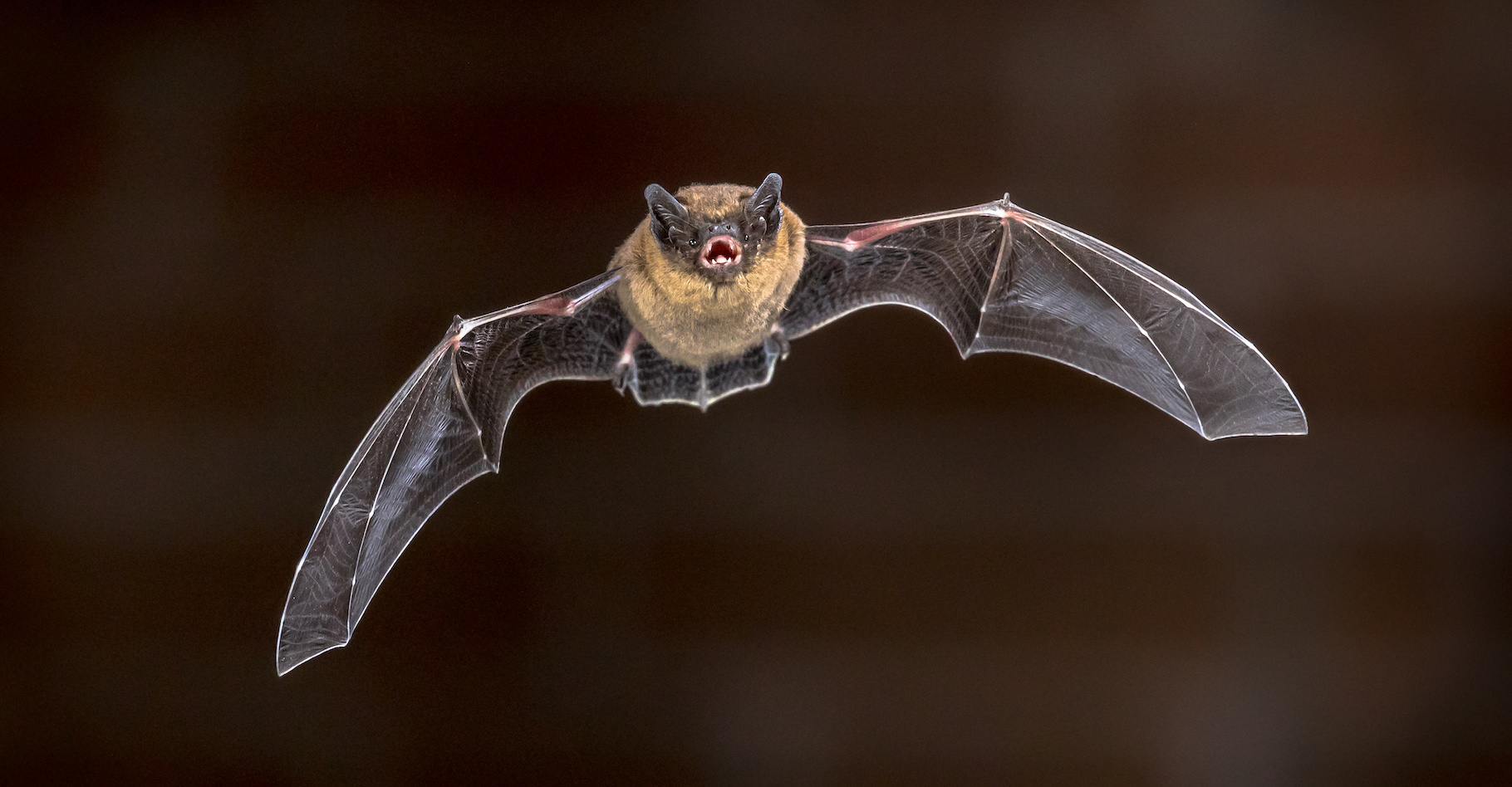 La pipistrelle est l’une des espèces de chauves-souris qui semblent souffrir de la présence de fermes solaires. © creativenature.nl, Adobe Stock