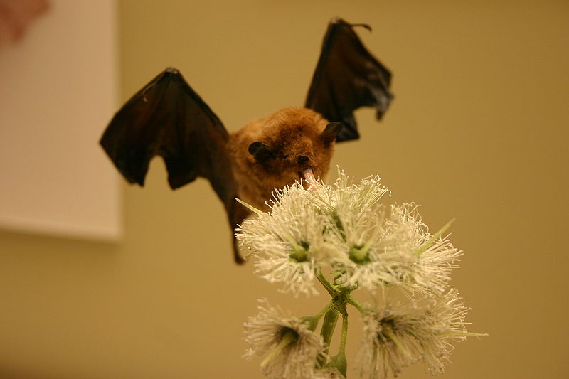 Le&nbsp;glossophage de Pallas est une espèce de chauve-souris principalement présente en Amérique centrale. Il se nourrit principalement de pollen et de nectar.&nbsp;© Ryan Somma, Flickr, cc by sa 2.0