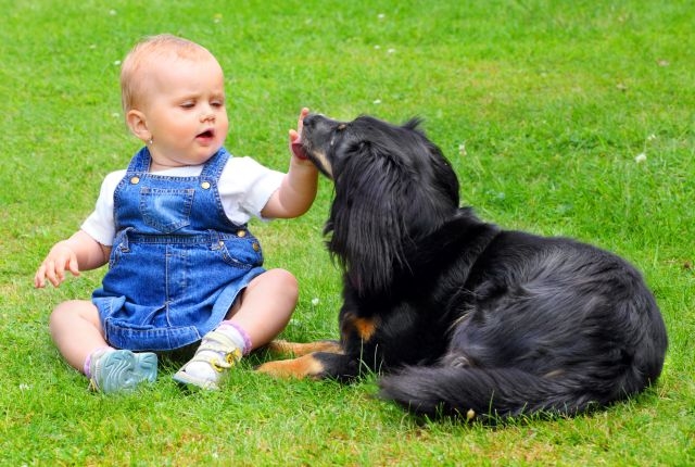 Le chien est le meilleur ami de l'Homme, mais aussi du bébé. Les animaux de compagnie ont prouvé leur intérêt en montrant qu'ils favorisaient globalement le bien-être. © Kletr/shutterstock.com