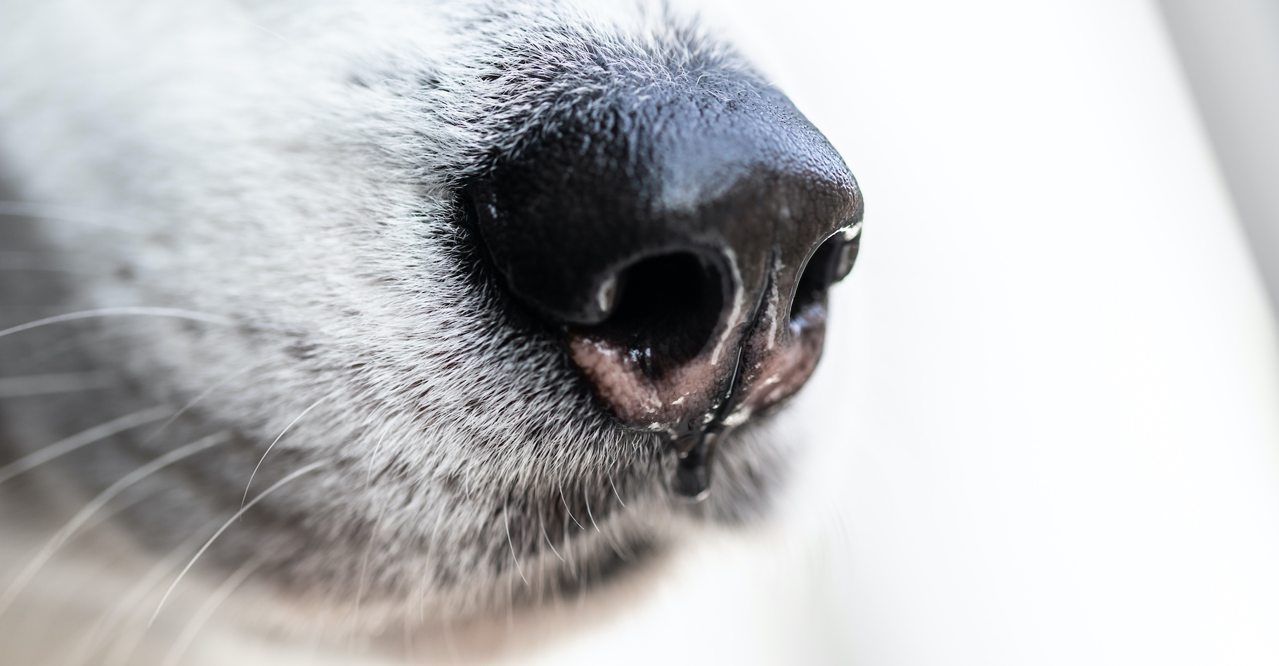 Des chercheurs ont entraîné des chiens à repérer par le flair, les patients atteints du coronavirus. © Artem Orlyanskiy, Adobe Stock