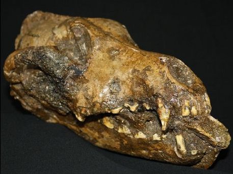 Des ossements de crânes de chien datant de 26.000 ans en disent long sur les rites pratiqués par les humains et confirment l'époque de la domestication des chiens. &copy; Mietje Germonpré