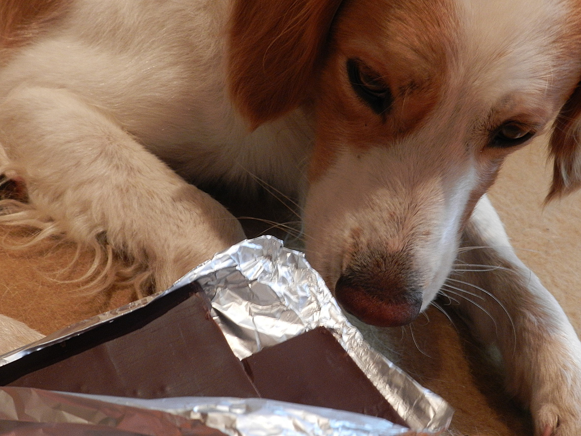 Le chocolat contient de la théobromine, une substance particulièrement dangereuse pour le chien. © Nathalie Mayer
