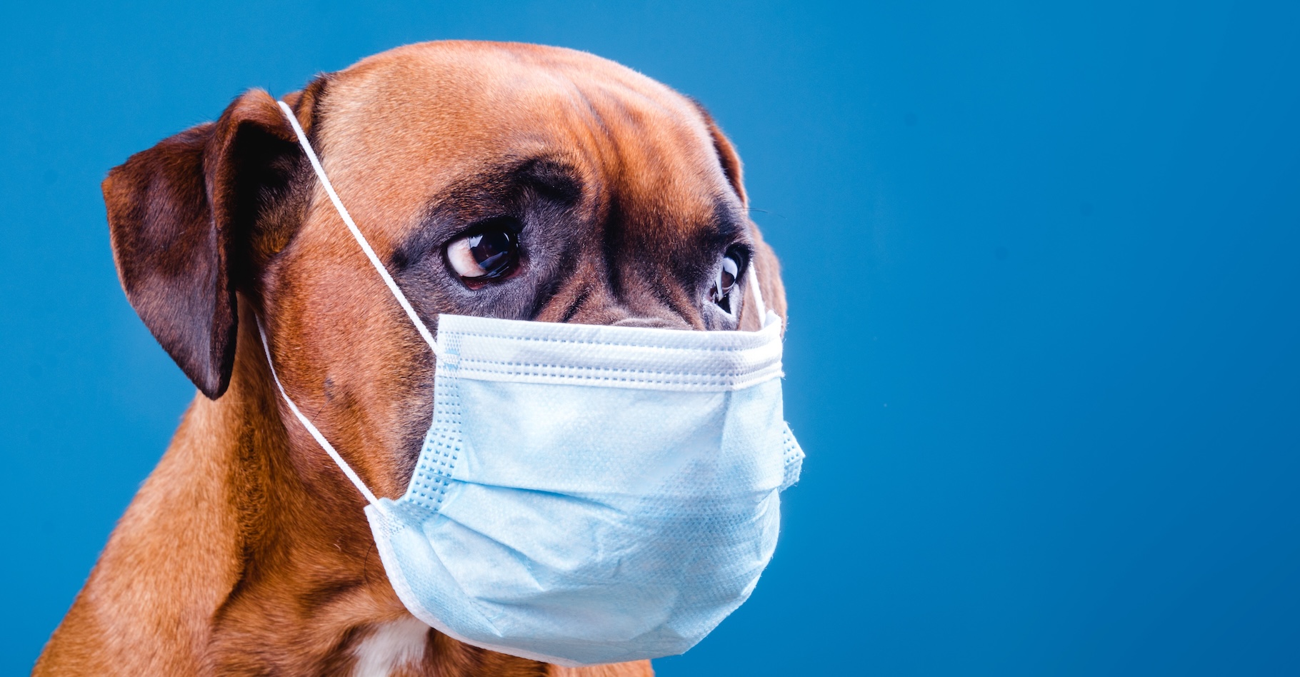 Depuis quelques mois, une maladie respiratoire inconnue se propage dans les populations de chiens aux États-Unis. © DMegias, Adobe Stock