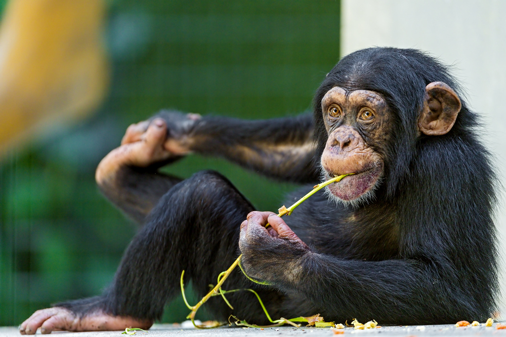 Voilà plus de 20 ans que l'automédication des chimpanzés est étudiée. L'objectif : développer de nouveaux médicaments pour... l'Homme.&nbsp;© Tambako the Jaguar, Flickr, cc by nd 2.0