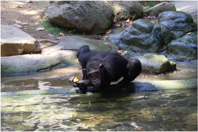 Il est arrivé que certains chimpanzés se noient dans le bassin qui entoure leur enclos. Au zoo d'Arnhem (Pays-Bas) par exemple, un chimpanzé mâle paniqué et redoutant d'être agressé par le dominant s'est jeté à l'eau et en est mort. Cette fois, l'histoire se termine bien, et Kijani et Mambala viennent de démontrer qu'un chimpanzé aussi, ça peut nager. © Raul Pons Lopez, fotolibre.org, cc by sa 2.5
