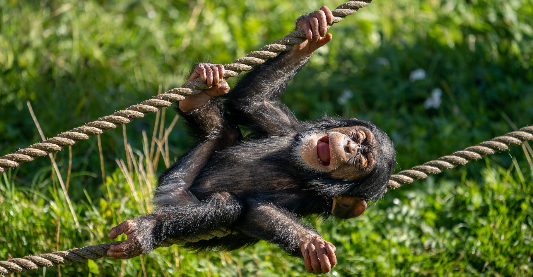 En trois générations, le chimpanzé verus, le chimpanzé de l’Ouest, a perdu plus de 80 % de sa population. En cause, la destruction de son habitat, le trafic de petits en tant qu’animal de compagnie ou encore le trafic de viande. Pourtant ce chimpanzé-là n’est vraiment pas si bête. Des chercheurs le montrent aujourd’hui encore. © PhotosbyPatrick, Adobe Stock