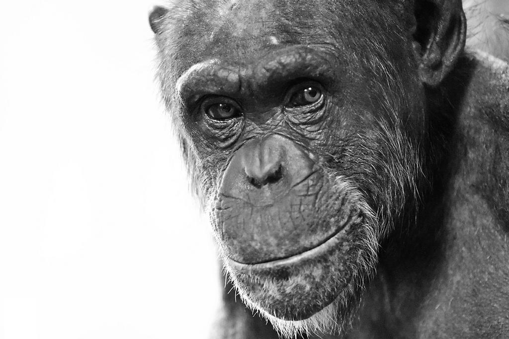 Les chimpanzés, nos plus proches parents, sont bien mauvais au lancer de balle. Pourtant, ce n'est pas les muscles qui leur manquent. Juste une épaule spéciale et une morphologie adaptée au jet d'objets. © Convex creative, Flickr, cc by 2.0
