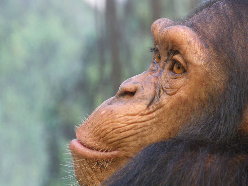 Chimpanzé - crédit : Frank Wouters
