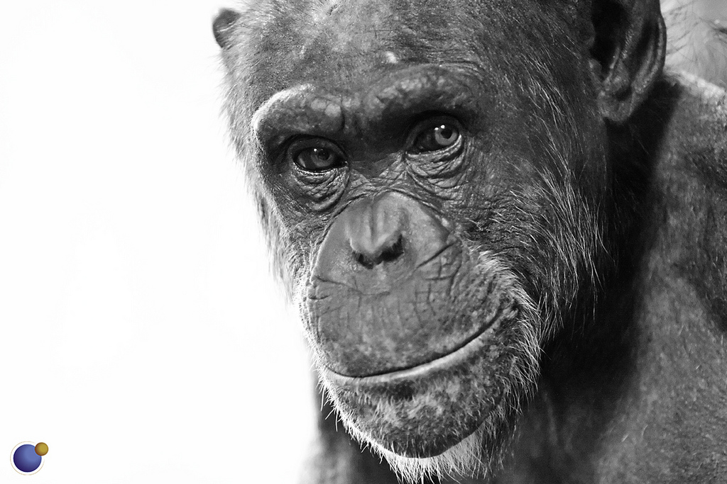 Mais où donc s'arrêtent les capacités cognitives des chimpanzés ? Plus on les étudie et plus ils nous surprennent. © Convex Creative, Flickr, cc by 2.0