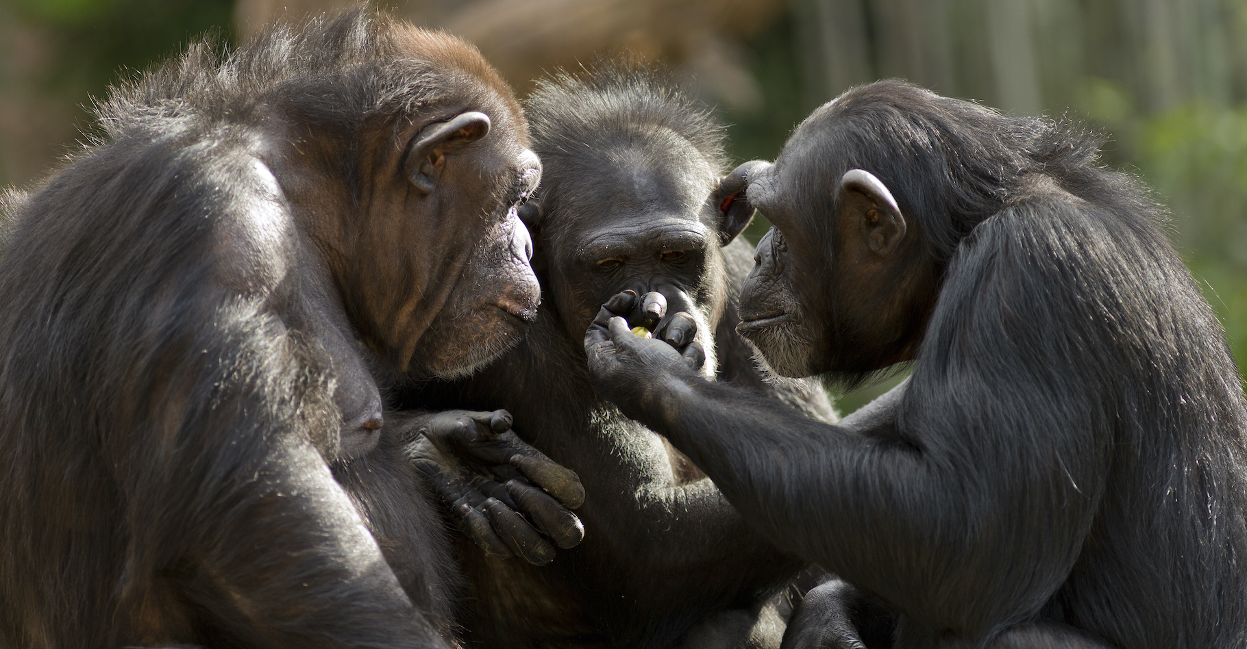 Au parc national de Loango (Congo), des chimpanzés ont été observés se réunissant pour tuer des gorilles. Un comportement qui surprend les chercheurs. © Patrick Rolands, Adobe Stock