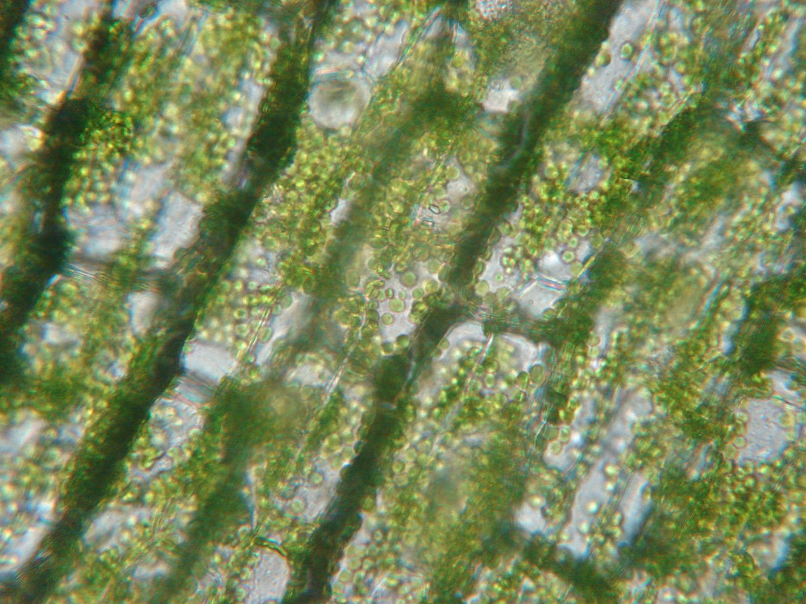 La chlorophylle est présente à haute concentration dans les chloroplastes des cellules végétales vivantes. On voit sur cette image, prise dans le visible avec un microscope, des cellules avec chloroplastes. © Wilfredo R. et Rodriguez H., Wikipédia, DP