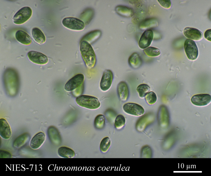 Des algues marines Chroomonas coerulea 713 . Crédit : NBRP-Algae