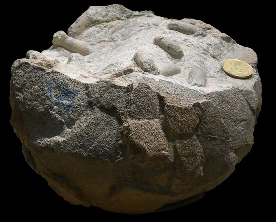 Des cocons de guêpes ont été découverts dans un œuf de dinosaure. &copy; Jorge Genise
