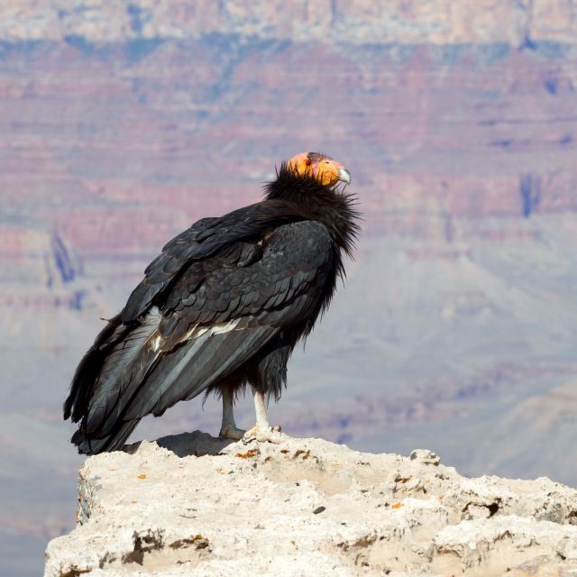 Un condor de Californie au Parc national du Grand Canyon.&nbsp;Cet oiseau charognard vit exclusivement sur la côte occidentale des&nbsp;États-Unis et en Arizona.&nbsp;© kojihirano,&nbsp;shutterstock.com