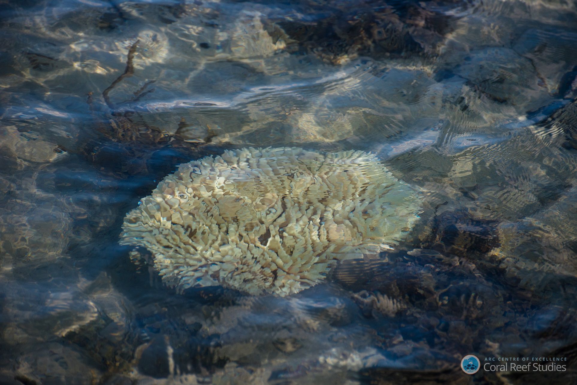 L'expédition Tara Pacific va parcourir 100.000 km et récoltera 40.000 échantillons lors d'une étude à l'échelle de l'océan Pacifique. Le but est de comprendre la biodiversité des récifs mais aussi les résistances et les faiblesses du corail, de plus en plus touché par le « blanchissement », quand le polype expulse son algue symbiotique. © Terry Hughes, ARC Centre of Excellence for Coral Reef Studies
