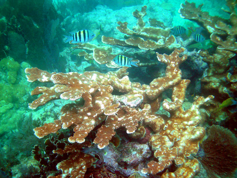 La maladie des taches blanches, dont est victime le corail corne d'élan, Acropora palmata, est causée par une bactérie transmise par l'Homme. &copy;&nbsp; Jim Stuby, wikipedia, domaine public