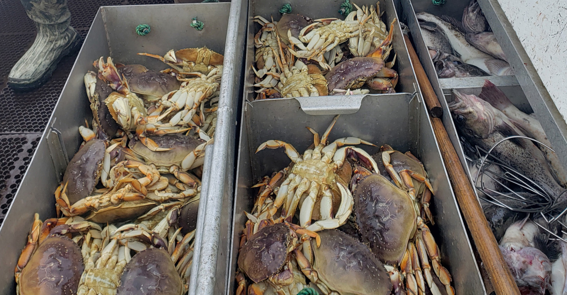 Le crabe dormeur est un crabe recherché par les pêcheurs. Et une étude de la Noaa montre que, dans certaines zones côtières, ses larves portent les traces de l’acidification des océans. © Theo Stein, Noaa