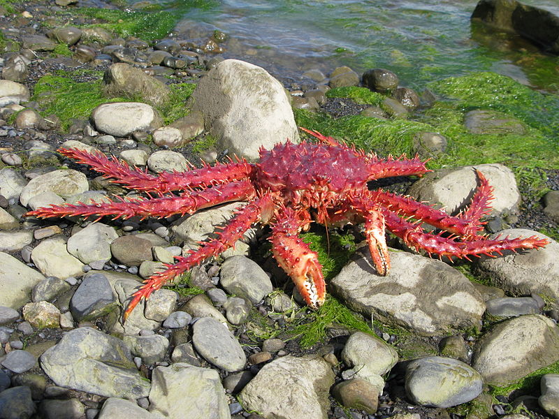 Le crabe royal est friand de petits invertébrés. Jusqu'à maintenant, on pensait que l'océan Austral s'étant réchauffé, il avait migré sur le plancher océanique de l'Antarctique, devenant une réelle menace pour la faune.&nbsp;© Butterfly voyages, Wikipédia, GNU 1.2