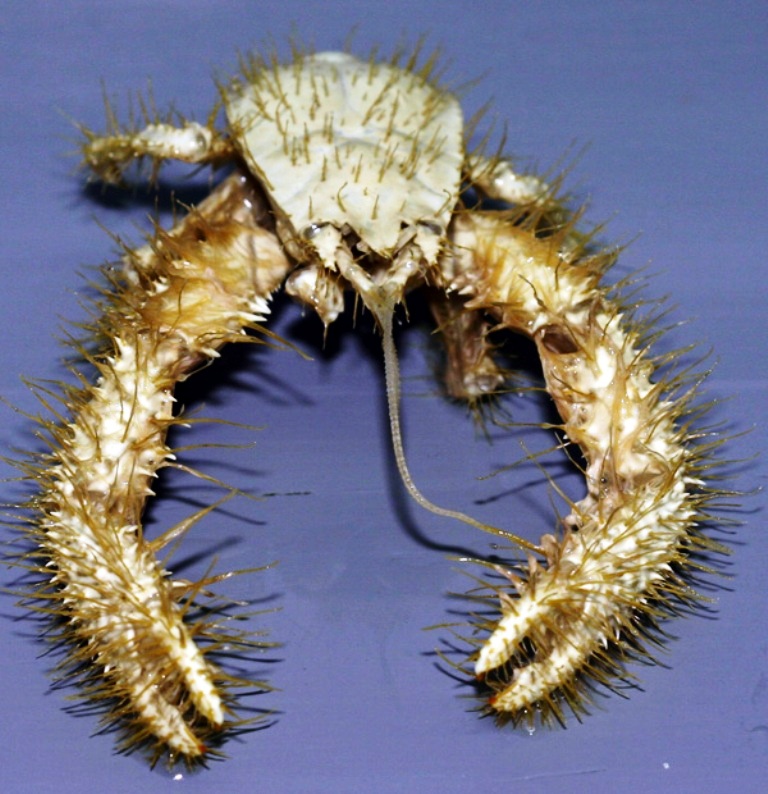 Un membre de l'espèce des Kiwa puravida trouvé au large du Costa Rica. © Oregon State University