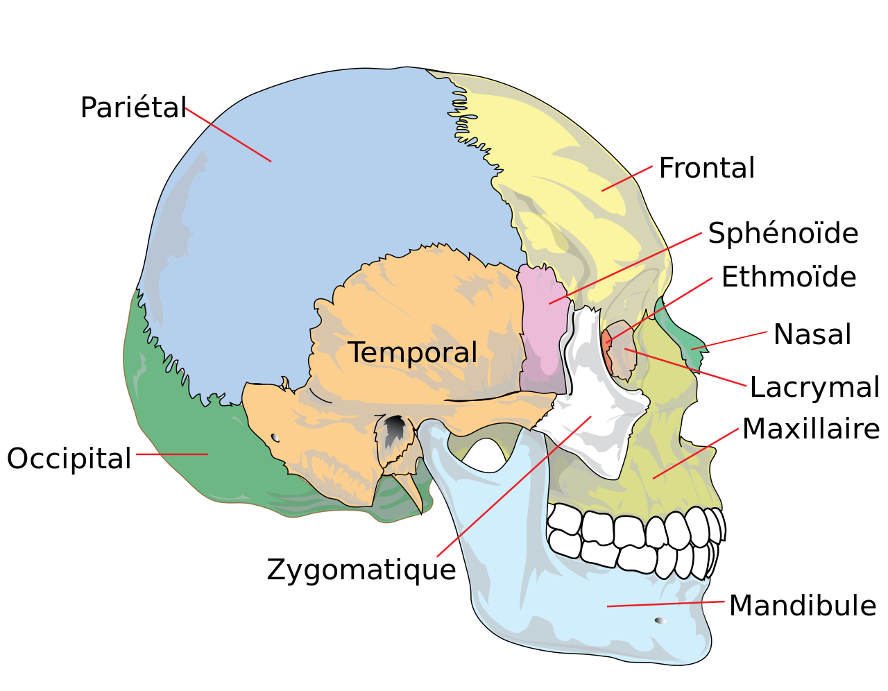 Les os maxillaires forment la mâchoire supérieure. © Berichard, Wikipedia, CC by-sa 3.0