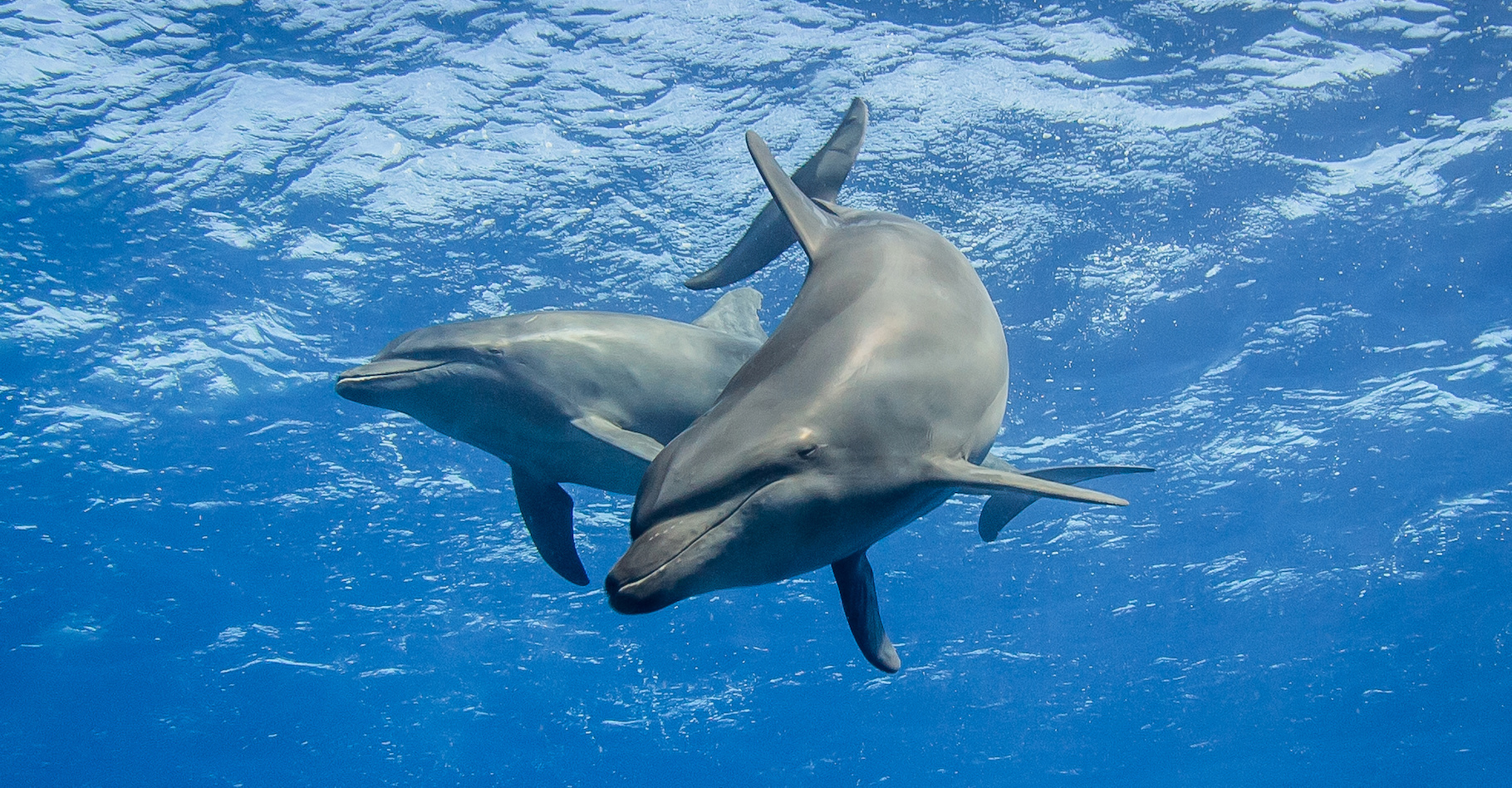 Sous l’eau, la communication entre dauphins est perturbée par la pollution sonore. Des chercheurs de l’université de Bristol (Royaume-Uni) nous apprennent aujourd’hui que cela les pousse parfois à crier pour se faire entendre de leurs compagnons ! © Tropicalens, Adobe Stock