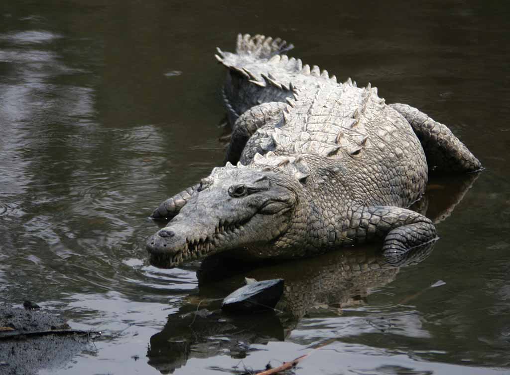 Crocodile américain (ici photographié en liberté au Mexique). Source Commons