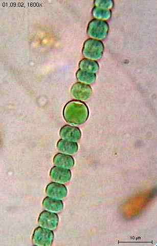 Les cyanobactéries sont peut-être apparues il y a 3,5 milliards d'années. Capables de réaliser la photosynthèse, elles ont transformé du dioxyde de carbone en dioxygène. C'est en partie grâce à elles que la vie a pu émerger en dehors des océans. © elapied, Wikipédia, cc by sa 3.0