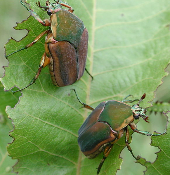 Ces gentils petits insectes pourraient-ils devenir des espions ? Stephen Friedt, Wikipédia, cc by sa 3.0