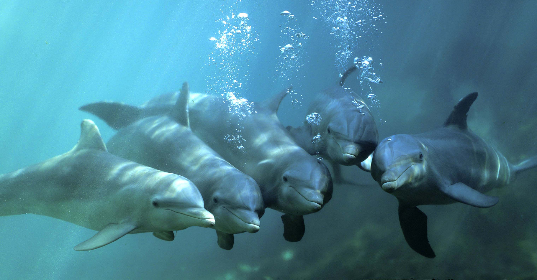 Les grands dauphins interagissent beaucoup et communiquent entre eux par des émissions sonores (et ultrasonores). Les clés de leur langage restent inconnues. Selon un chercheur de Crimée, ces cétacés utiliseraient des sortes de mots qu'ils agenceraient d'une manière équivalente à notre syntaxe. © Truncatus, Wikipédia, DP