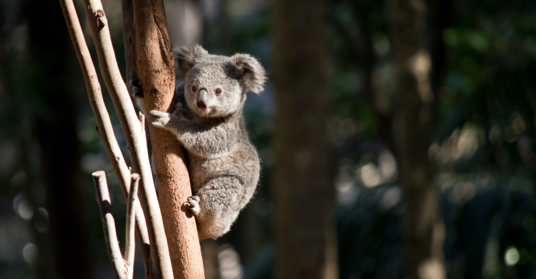 Plus de 100 espèces australiennes sont déclarées éteintes ou éteintes à l’état sauvage. Le koala est désormais en danger dans plusieurs régions. © susan flashman, Adobe Stock