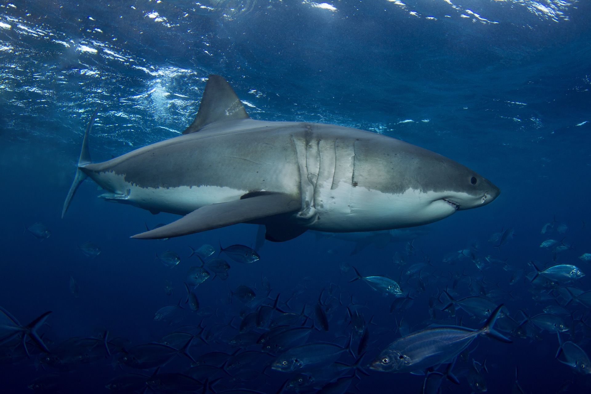 Les requins sont capables d'utiliser le champ magnétique terrestre pour se repérer. © Ryan, Adobe Stock