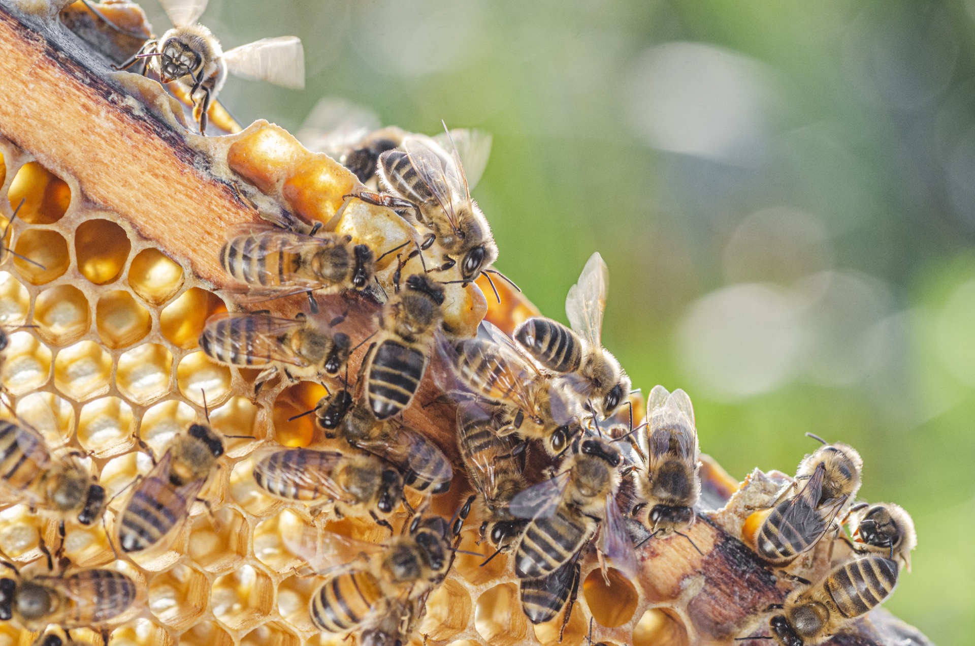 Pour se défendre des attaques des frelons géants, les abeilles utilisent des excréments d'animaux. © Darios, Adobe Stock