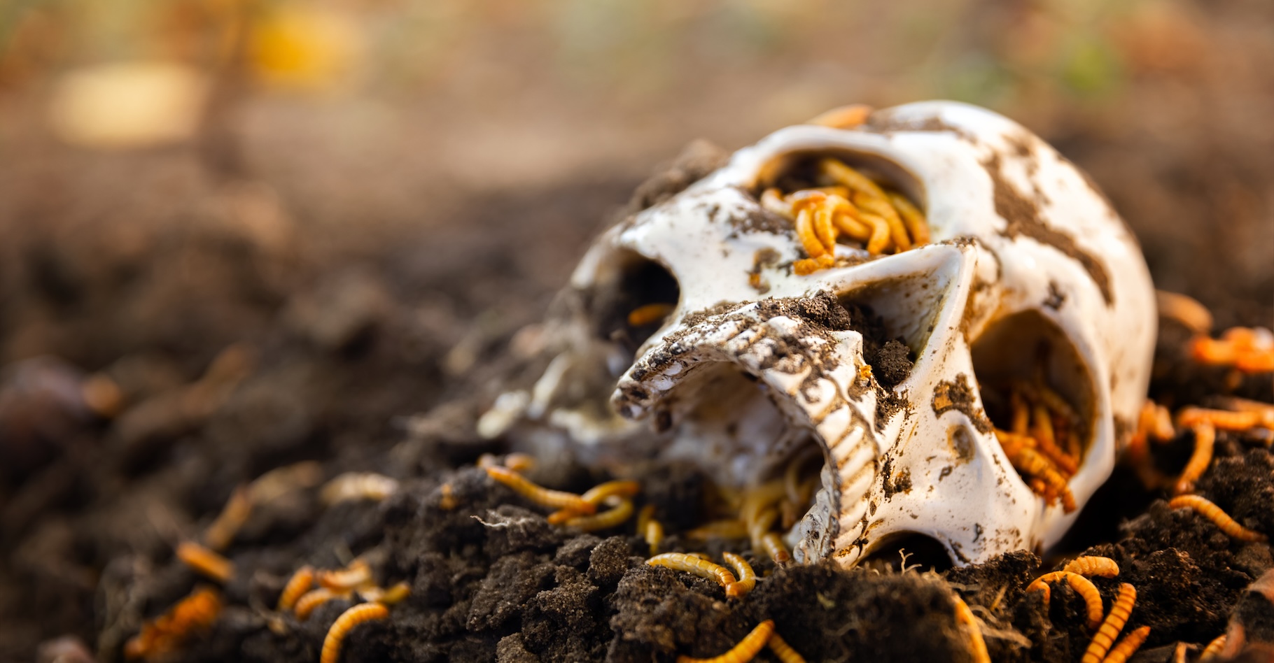 Des chercheurs de l’université de l’État du Colorado (États-Unis) montrent que les cadavres humains sont décomposés par 20 micro-organismes qui ne dépendent pas des conditions extérieures. © Sved Olivere, Adobe Stock