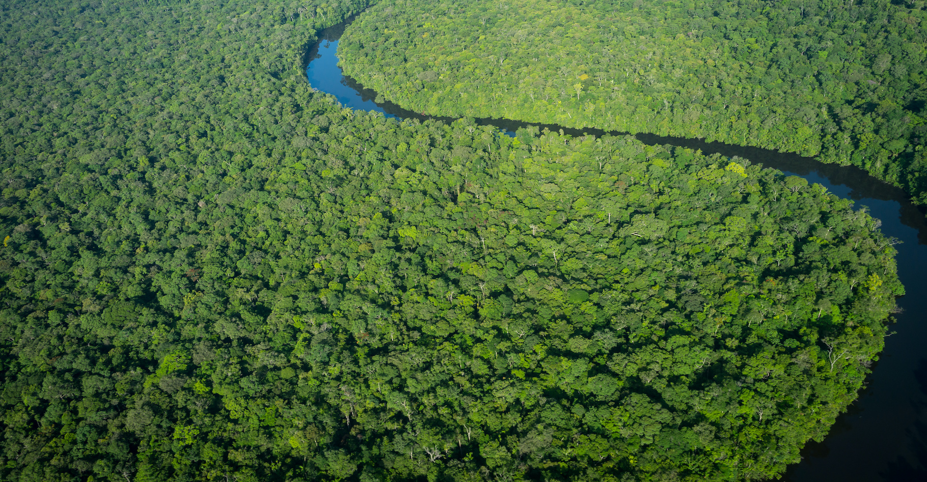 Il faut préserver nos forêts. Pas seulement pour leur capacité à stocker du carbone. © W.Stevens, Adobe Stock