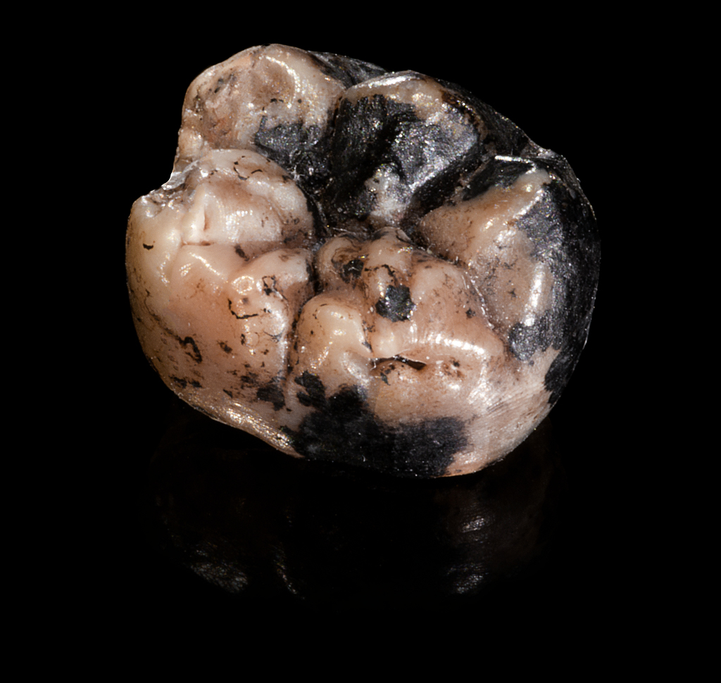 Molaire inférieure droite d'un des premiers représentants du genre Homo. Les dents retrouvées sur des lieux de fouilles sont des éléments d'informations pour les anthropologues. © José Braga et Didier Descouens