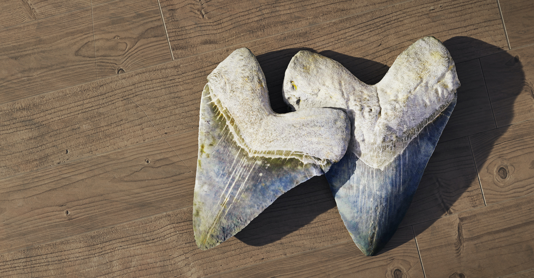 Les mégalodons sont surtout connus par les dents – et les vertèbres – fossiles que les chercheurs ont retrouvées un peu partout dans le monde. Aujourd’hui, ils affirment que la taille de ce requin de la préhistoire variait en fonction de la température de l’eau dans laquelle il évoluait. © dottedyeti, Adobe Stock