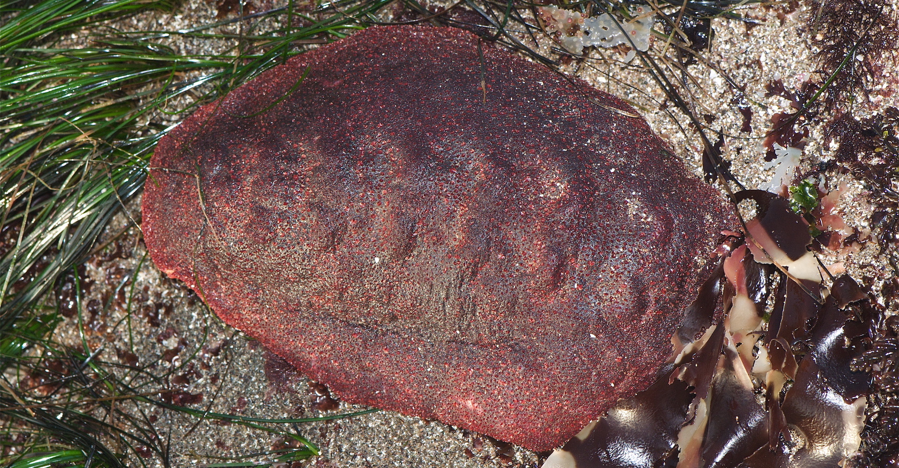 Le chiton broie les roches océaniques avec ses dents magnétiques incroyablement résistantes. © Jerry Kirkhart, Wikimedia Commons, CC by-sa 2.0