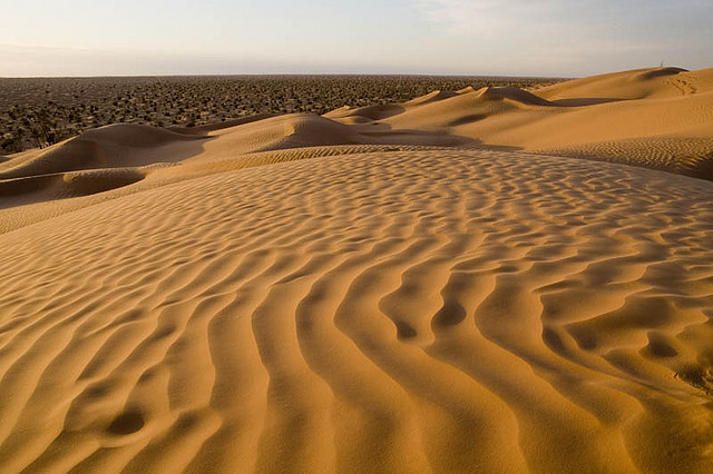 La bactérie du désert est capable de se diviser tout en se protégeant de la déshydratation et cale son mode de vie sur le cycle de l'eau. &copy; antonioperezrio.com, Flickr, cc by nc-nd 2.0