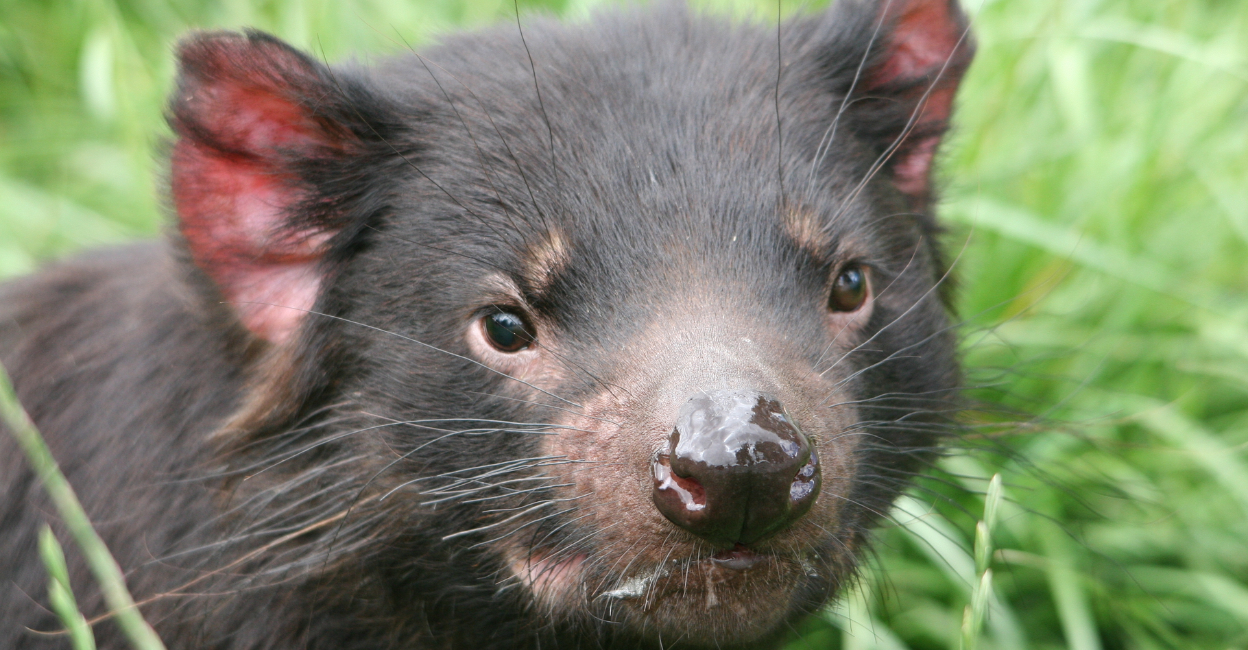 Le diable de Tasmanie est aussi appelé sarcophile, « qui aime les cadavres ». © Tim Ezzy, Shutterstock
