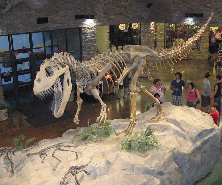 Le Torvosaurus est un dinosaure voisin du Tyrannosaurus rex. Il peut mesurer jusqu'à neuf mètres de long et vivait en Amérique du Nord et au Portugal. L'espèce s'est développée au Jurassique supérieur, soit voilà 150 millions d'années. © leon7, Wikipédia, GNU 1.2