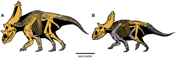 Les dinosaures retrouvés dans l'Utah ressemblent au tricératops. © Plos One