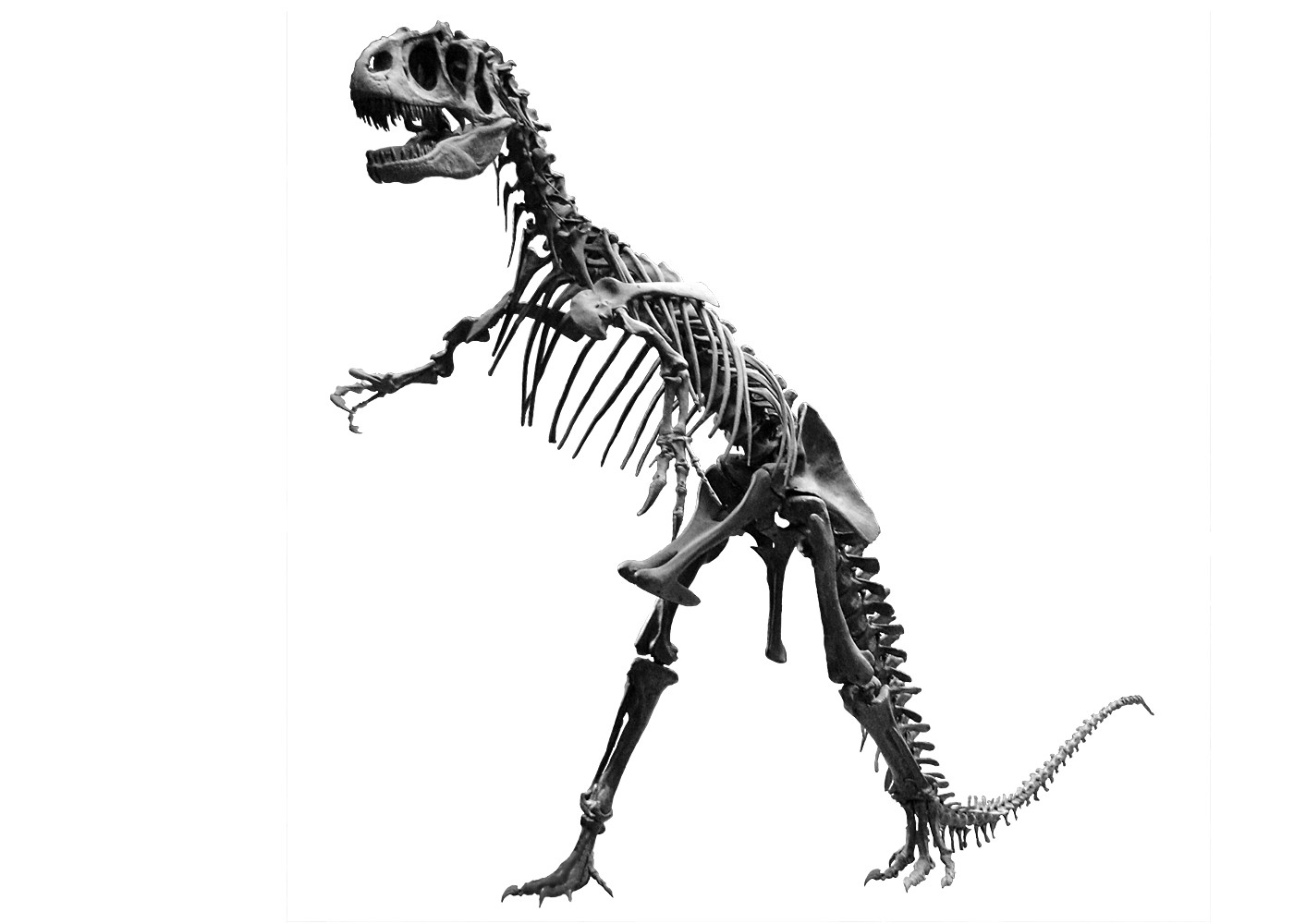 Squelette d'allosaure