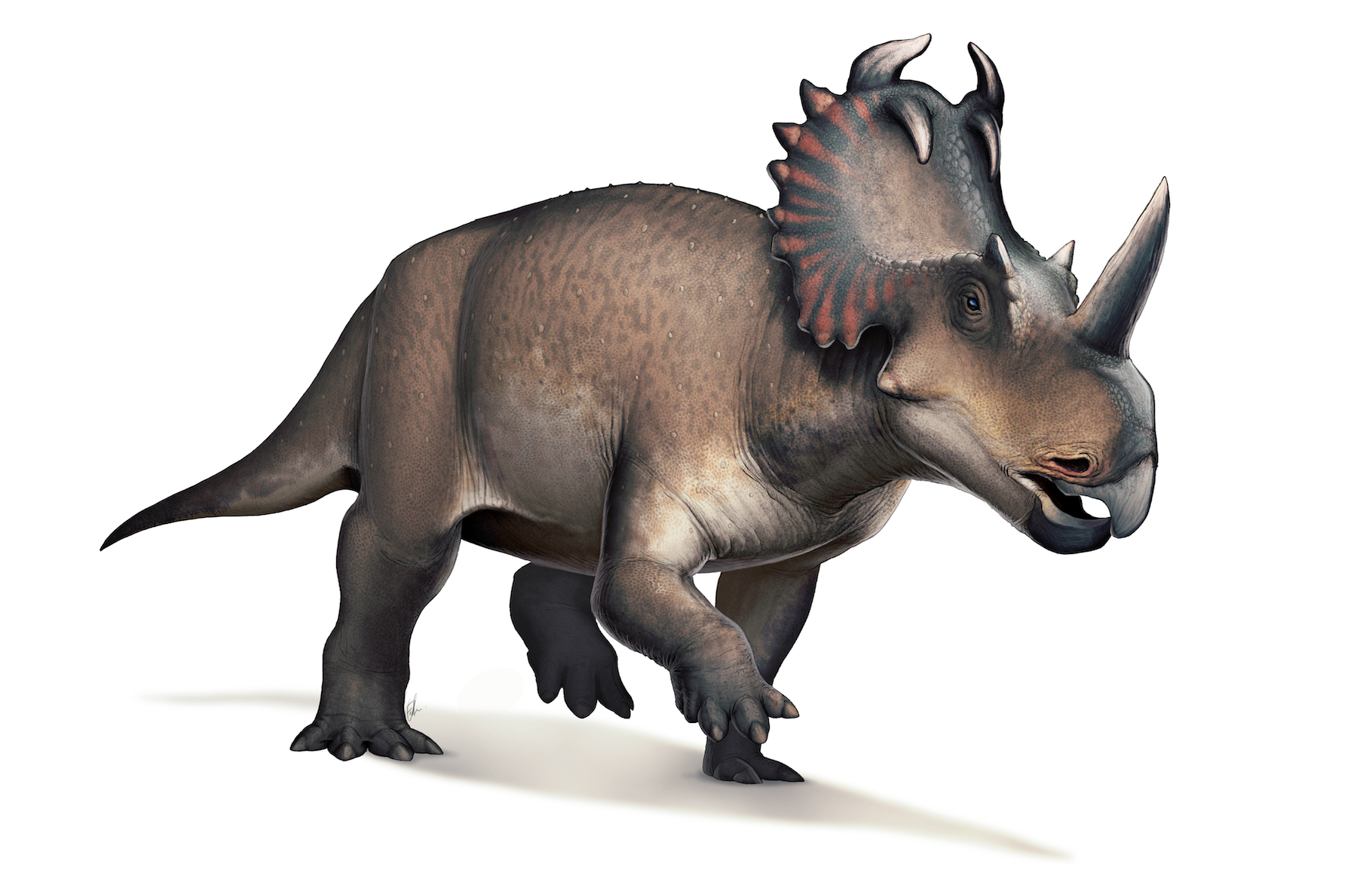 C’est sur un dinosaure du type Centrosaurus apertus — ou « lézard à pointe » — que des chercheurs du Musée royal de l’Ontario et de l’université McMaster (Canada) ont diagnostiqué un cancer malin. Une première ! © Fred Wierum, Wikipedia, CC by-sa 4.0