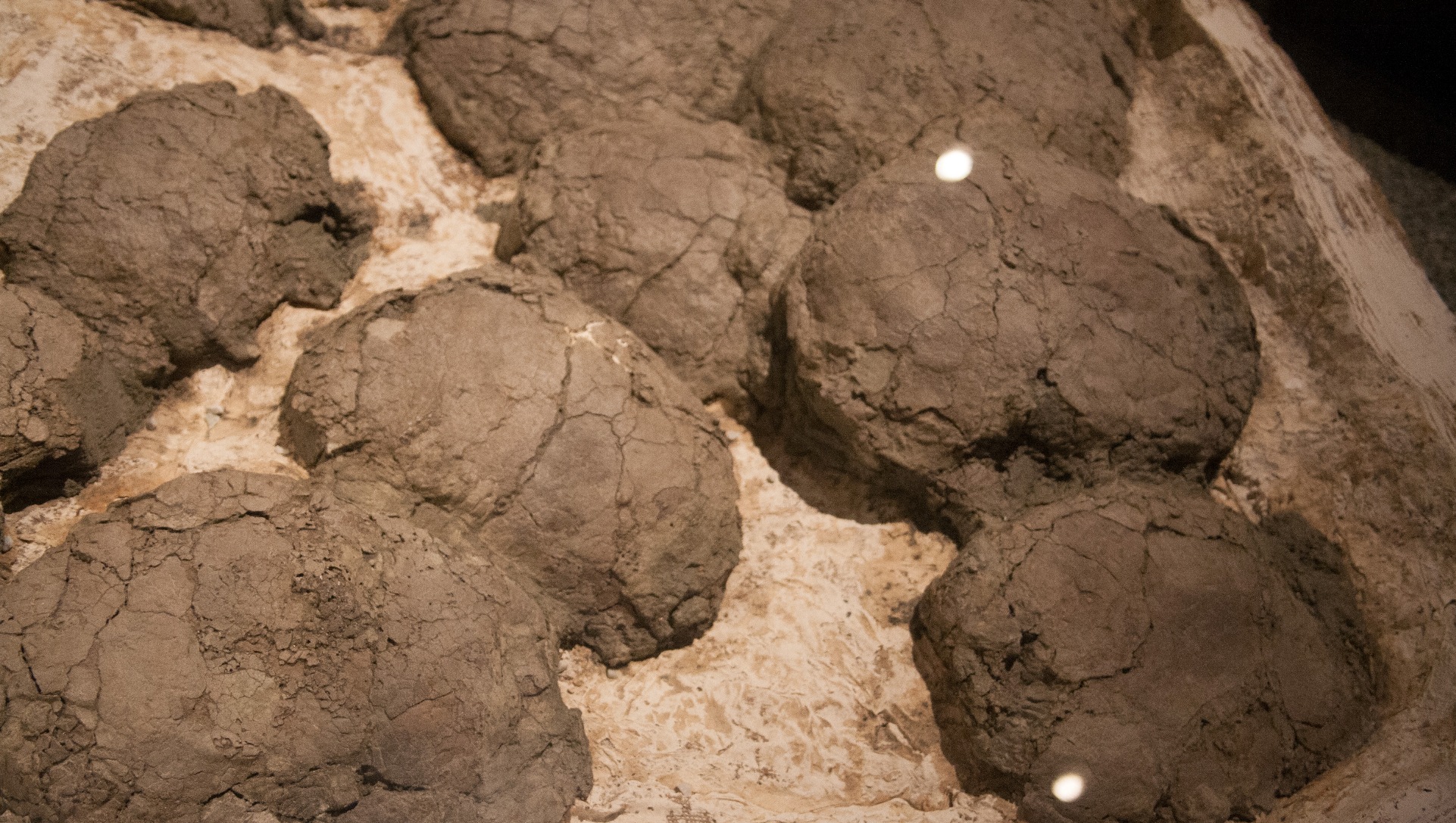 Des œufs fossilisés pondus dans un nid par des dinosaures du Crétacé de l'espèce Hypacrosaurus stebingeri. © Roland Tanglao, cc by sa 2.0 Wikipédia