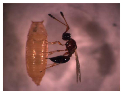 Leptopilina heterotoma, une guêpe parasite, en train de pondre dans une larve de drosophile. &copy; Roberto Ferrarese, CCNY, département de biologie