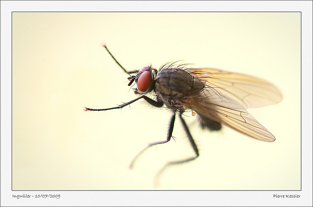 La drosophile, insecte très étudié en médecine. © Pierre K, Flickr CC by nc-sa 2.0